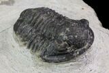 Bargain, Gerastos Trilobite Fossil - Morocco #84616-3